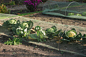 Savoy cabbage under a net to protect it from the cabbage white butterfly