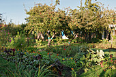 Kleingarten mit Beeten in Mischkultur und Apfelbaum