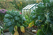 Raised bed in the autumn allotment garden with Brussels sprouts
