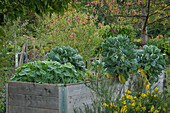 A raised bed in an autumn allotment garden with Brussels sprouts