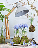 Kokedamas mit Schwertlilien (Iris) und Schneeglöckchen (Galanthus)