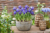 Netzblatt-Schwertlilie (Iris reticulata) 'Harmony'