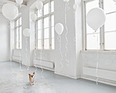 Hund in weißem Zimmer mit Luftballons
