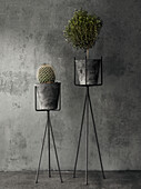 Potted plants against grey background