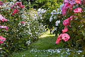 Shrub roses in the rose garden, Germany (Rosa)