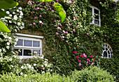 Climbing roses covered the exterior of a house, Germany