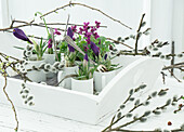 Tray with cups filled with crocus, violets, and pussy willows