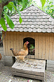 Hen in front of a hen house (Chicken coop)