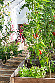 Tomato plants in greenhouse