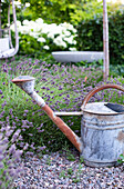 Old watering can in front of flowering lavender
