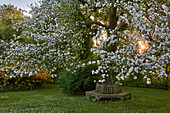 Flowering apple tree and garden tree bench, Germany