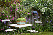 Roses (Rosa) and common jasmine (Jasminum officinale) as fence planting, in front of it table with chairs, Germany