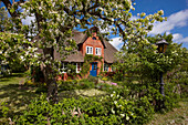 Flowering pear tree in the front garden of a Frisian house, Amrum Island, Schleswig-Holstein, Germany