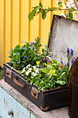 Old suitcase with spring flowers, primroses (Primula veris), forget-me-nots (Myosotis), grape hyacinths (Muscari)