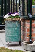 Pansies (Viola wittrockiana) on an old barrel