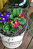 Enamelled bucket with primroses (Primula)