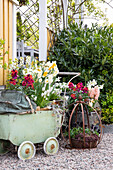 Traubenhyazinthen (Muscari) und Frühlingsblumen in Vintage Kinderwagen und in alter Pflanzkrone