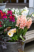 Gold lacquer (Erysimum cheiri), daffodils (Narcissus) and hyacinths (Hyacinthus) in a zinc bucket