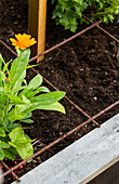 Raised bed with marigolds (calendula), protected with iron trellis