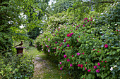 Path in the rose garden (Rosa), Germany