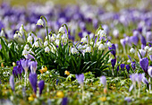 Spring snowflake, also called spring snowflower (Leucojum vernum) and crocuses in spring on a meadow, nature garden, Germany