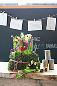 Spring decoration with moss, wire, tulips and daffodils on a wooden base