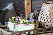 Spring floral decoration with pansies (Viola) in a wooden box
