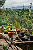Rustikaler Holztisch mit Pflanztöpfen auf Terrasse