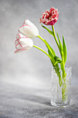 White and red tulips in a glass (Tulipa)