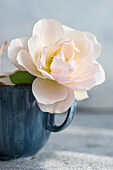 Rose blossom in blue ceramic cup (Rosa)