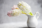Hyacinths in white ceramic jug (Hyacinthus)