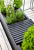 Black raised bed with herbs and flowers on the terrace