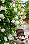 Alte Rosensorte 'Madame Plantier' (Rosa) im Garten