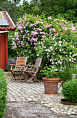 chairs in front of rose bushes (cultivars: 'Ispahan' and 'Maidens Blush')