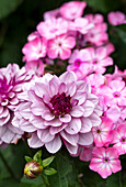 Dahlias (Dahlia) in shades of pink and white in the garden