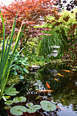 Garden pond with koi fish and water lily pads
