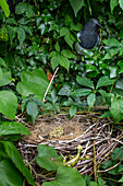 Bird's nest with artificial decoration surrounded by leaves