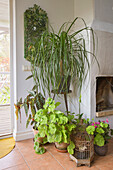 Houseplants next to the fireplace