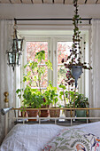 Potted plants on the windowsill in the bedroom