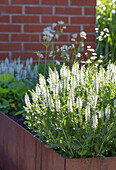 Steppe sage (Salvia nemorosa) in a flowering garden bed in front of a brick wall