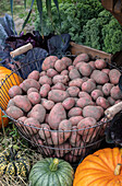 Basket with freshly harvested potatoes surrounded by pumpkins and vegetables