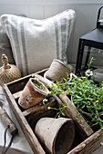 Old clay pots with plant in wooden box, rustic decoration