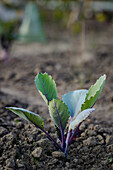 Red kohlrabi seedling plant in a vegetable patch