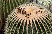 Golden ball cactus (Kroenleinia grusonii, formerly Echinocactus grusonii), with flower remains and fruits