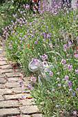 Watering can next to blooming lavender (Lavandula) on the cobblestone garden path