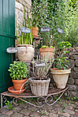 Herb garden with labelled pots on metal shelf outdoors