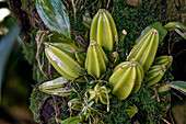 Pseudobulbs of an epiphytic orchid (Orchidaceae)
