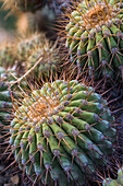 Copiapoa gigantea, ssp. haseltoniana, cacti (Copiapoa sp.), Chile