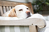 Dog lying on a garden bench