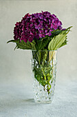 Purple hydrangea flower in glass vase